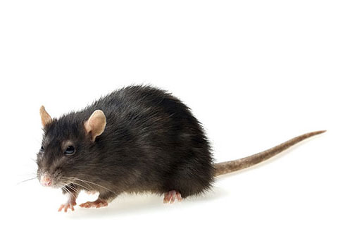 rodent